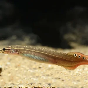 Rabatt Augenfleck Stachelaal (Macrognathus aculeatus)